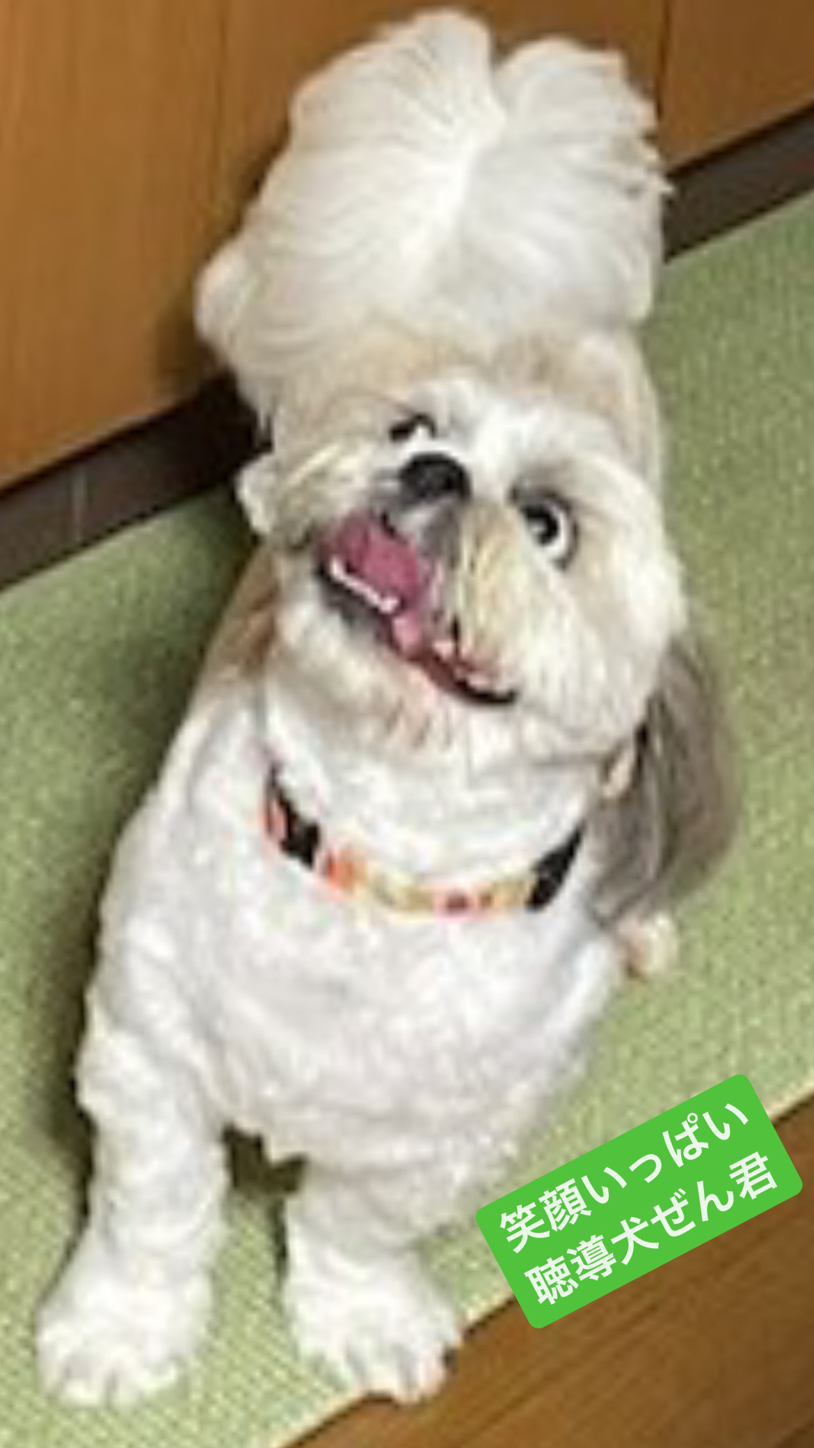 笑顔いっぱい聴導犬ぜん君